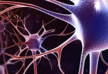 Специалисты ДВО РАН научились сращивать поврежденные нервные волокна